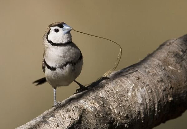Double-barred Finch with nesting material Inhabits grassy woodlands throughout northern and eastern Australia. At Manning Gorge, Kimberley, Western Australia