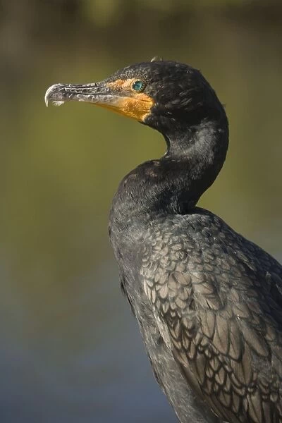 Double-breasted  /  Double-crested Cormorant. USA
