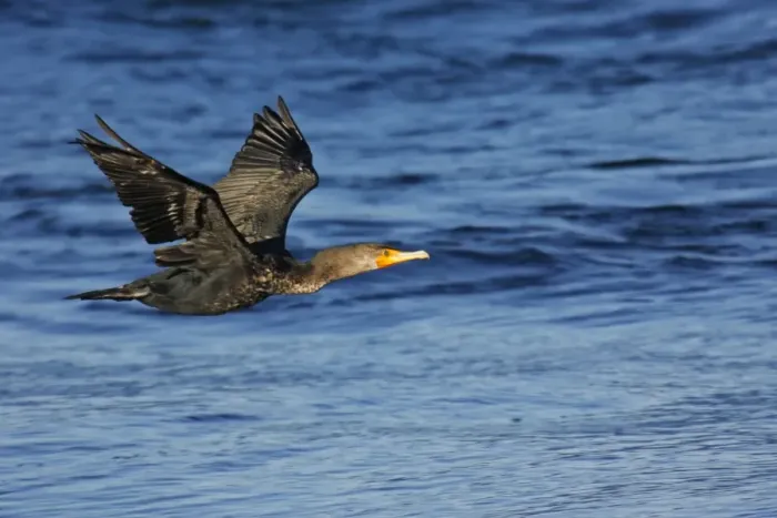Framed Print : Double-crested Cormorant Framed Print : Double-crested Cormorant