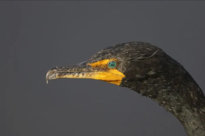 Framed Print : Double Crested Cormorant - close up Everglades National Park, Florida, USA BI000068 Framed Print : Double Crested Cormorant - close up Everglades National Park, Florida, USA BI000068