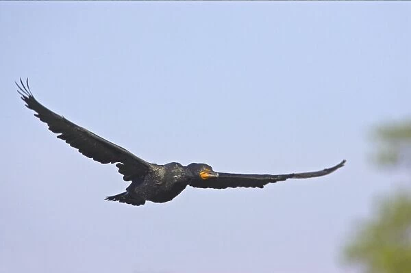 Double Crested Cormorant - In flight Everglades National Park, Florida, USA BI000064