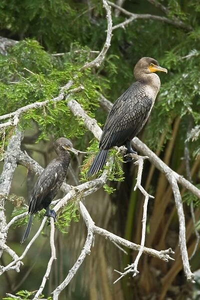 Double-crested Cormorant and Neotropic Cormorant South Texas