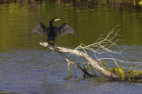 Double Crested Cormorant - on tree in water Ding Darling NWR, Florida, USA BI000076