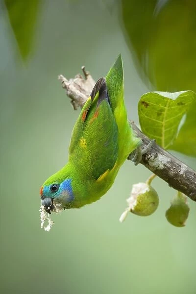Double-eyed Fig-Parrot - female adult hangs up side down on a branch and feeds on fig fruits