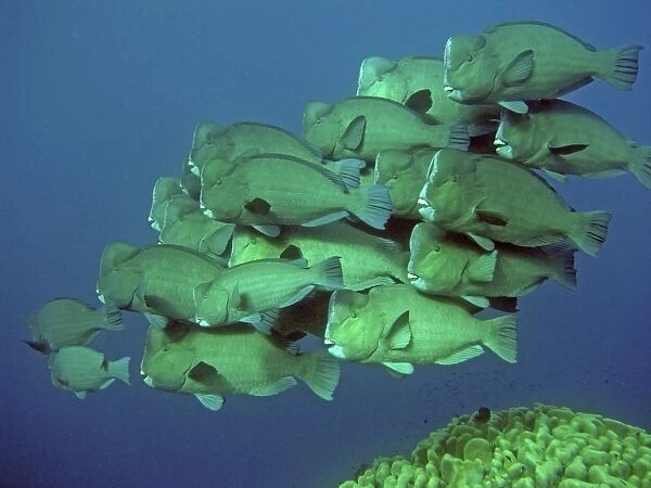 Double-headed  /  Giant Bump headed  /  Giant Parrotfish - The largest of their species in the world clumping together in a family group. This type of behavour is very rarely seen. Raine Island. Great Barrier Reef. Australia