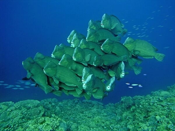 Double-headed  /  Giant Bump headed  /  Giant Parrotfish - The largest of their species in the world clumping together in a family group. This type of behavour is very rarely seen. Raine Island, Great Barrier Reef. Australia