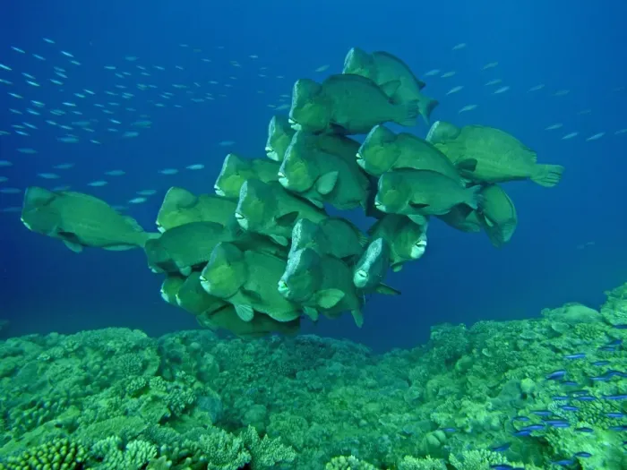 Framed Print : Double-headed / Giant Bump headed / Giant Parrotfish - The largest of their species in the world clumping together in a family group. This type of behavour is very rarely seen. Raine Island, Great Barrier Reef. Australia Framed Print : Double-headed / Giant Bump headed / Giant Parrotfish - The largest of their species in the world clumping together in a family group. This type of behavour is very rarely seen. Raine Island, Great Barrier Reef. Australia