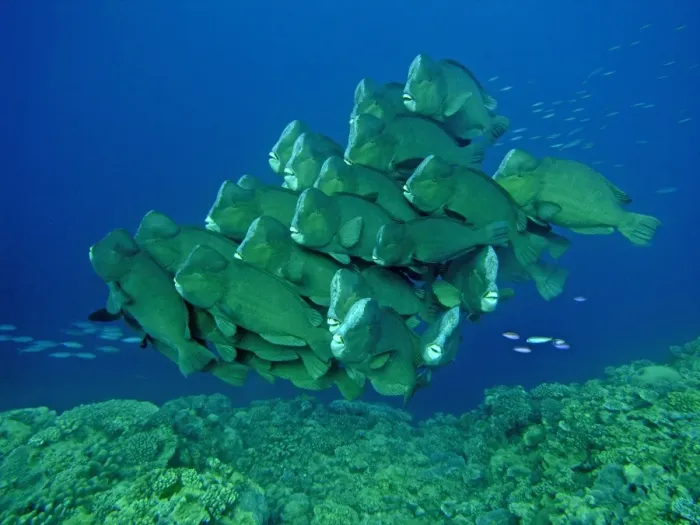 Framed Print : Double-headed / Giant Bump headed / Giant Parrotfish - The largest of their species in the world clumping together in a family group. This type of behavour is very rarely seen. Raine Island, Great Barrier Reef. Australia Framed Print : Double-headed / Giant Bump headed / Giant Parrotfish - The largest of their species in the world clumping together in a family group. This type of behavour is very rarely seen. Raine Island, Great Barrier Reef. Australia