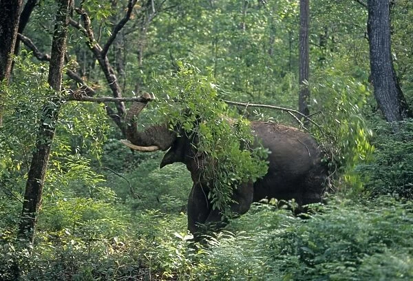 Double masth Asian  /  Indian Elephant breaking the branch, Corbett National Park, India