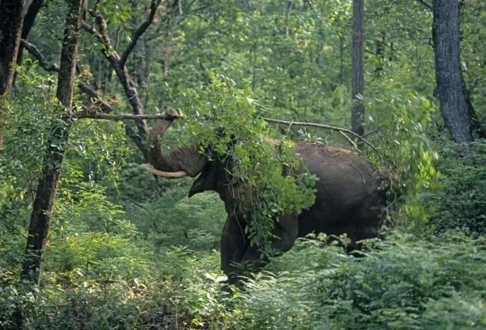 Framed Print : Double masth Asian / Indian Elephant breaking the branch, Corbett National Park, India Framed Print : Double masth Asian / Indian Elephant breaking the branch, Corbett National Park, India
