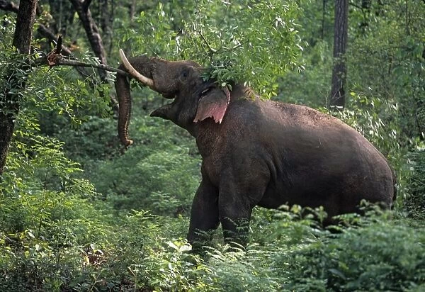 Double-masth bull Indian  /  Asian Elephant breaking the branch, Corbett National Park, India
