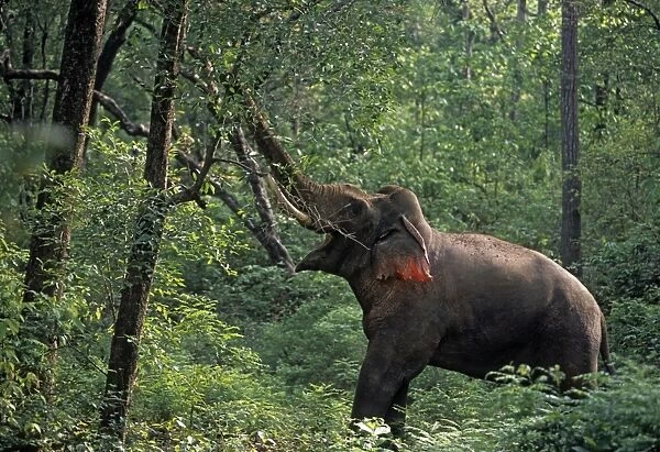 Double masth bull Indian  /  Asian Elephant breaking the branch, Corbett National Park, India