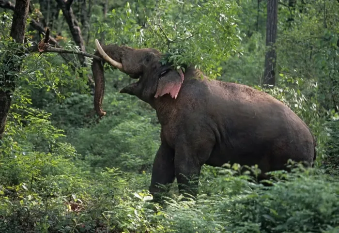 Framed Print : Double-masth bull Indian / Asian Elephant breaking the branch, Corbett National Park, India Framed Print : Double-masth bull Indian / Asian Elephant breaking the branch, Corbett National Park, India