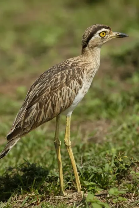 Framed Print : Double Strippd Thick Knee Framed Print : Double Strippd Thick Knee