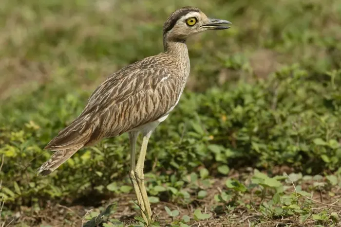 Framed Print : Double Strippd Thick Knee Framed Print : Double Strippd Thick Knee