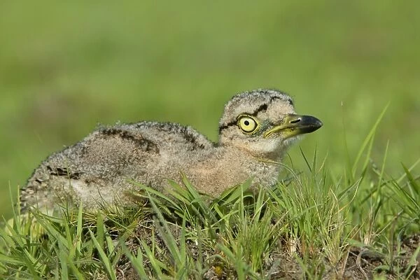 Double Strippd Thick Knee