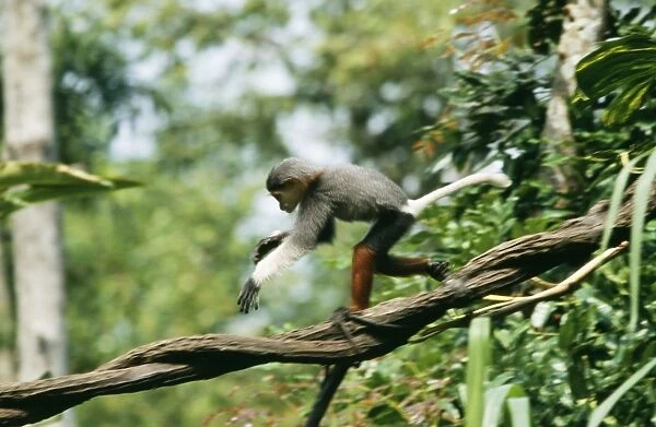 Douc Langur Monkey WAT 4459 Pygathrix nemaeus © M. Watson  /  ardea. com