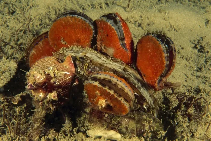Framed Print : Doughboy scallop - and King scallop Pecten miridionalis (Pectinidae), Booderee National Park, Jervis Bay Territory, Australia SND00573 Framed Print : Doughboy scallop - and King scallop Pecten miridionalis (Pectinidae), Booderee National Park, Jervis Bay Territory, Australia SND00573