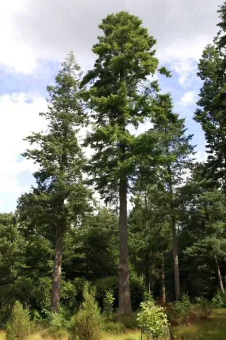 Framed Print : Douglas-Fir - Bedgebury Pinetum, Goudhurst, Kent, UK. August Framed Print : Douglas-Fir - Bedgebury Pinetum, Goudhurst, Kent, UK. August