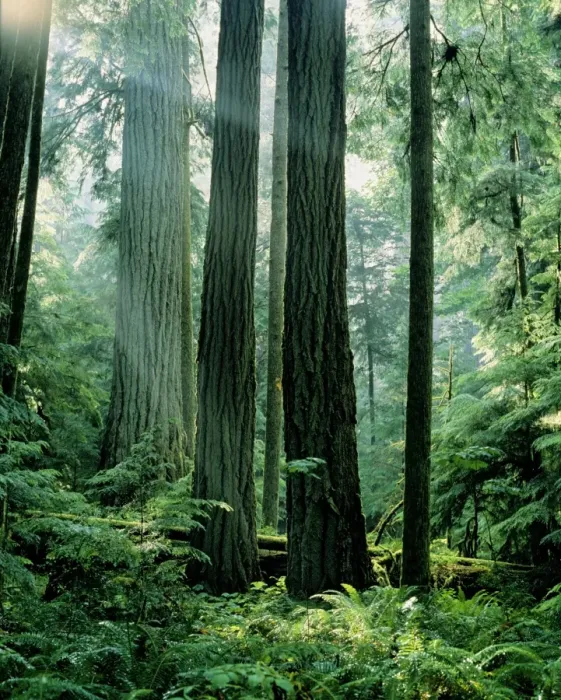 Framed Print : Douglas Fir Tree - Old Growth, Summer. Pacific Northwest, Vancouver Island, British Columbia. SX128