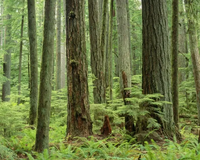 Framed Print : Douglas Fir Trees - old growth forest Western USA Framed Print : Douglas Fir Trees - old growth forest Western USA