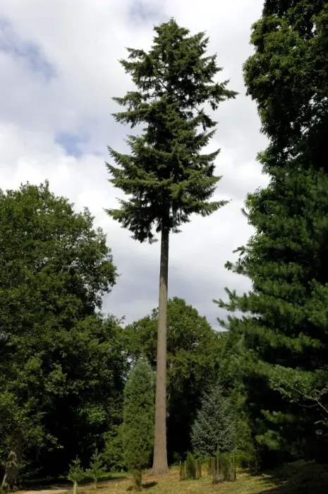 Framed Print : Douglas Fir Wakehurst Place. August Framed Print : Douglas Fir Wakehurst Place. August