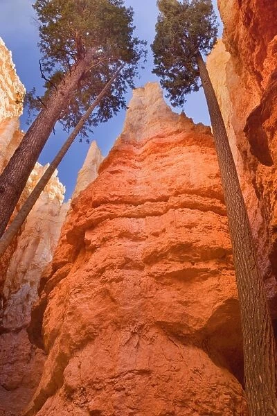 Douglas Firs - growing inside the steep sandstone walls of Wall Street deep within the maze of hoodoos and rock formations of Bryce Canyon - Bryce National Park - Colorado Plateau - Utah - USA