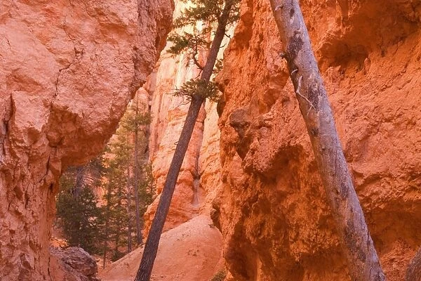 Douglas Firs - growing inside the steep sandstone walls of Wall Street deep within the maze of hoodoos and rock formations of Bryce Canyon - Bryce National Park - Colorado Plateau - Utah - USA