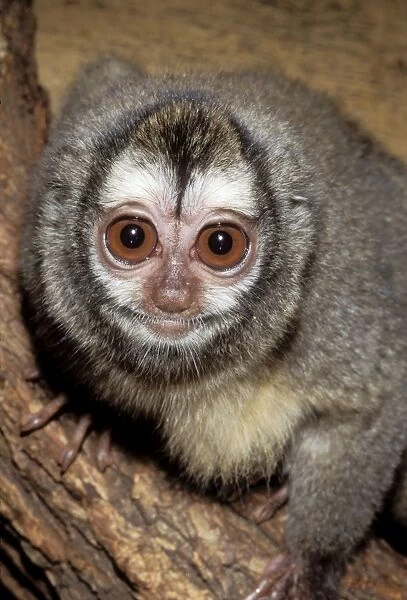 Douroucouli  /  Night Monkey  /  Owl Monkey Nocturnal Monkey, Northern Brazil