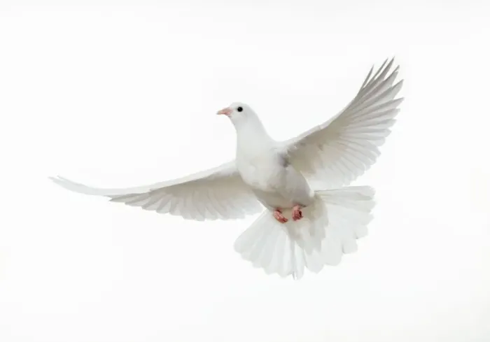 Framed Print : Dove - in flight Framed Print : Dove - in flight