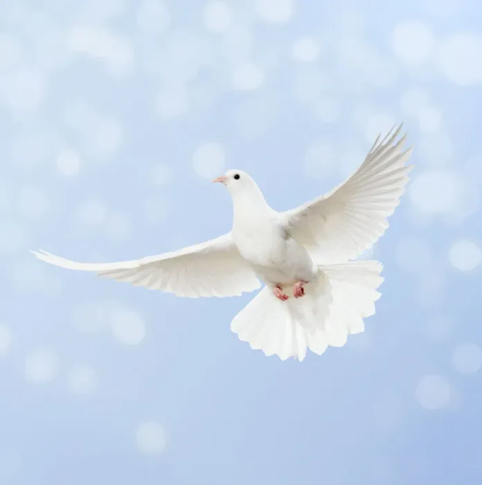Framed Print : Dove in flight, bokeh Framed Print : Dove in flight, bokeh