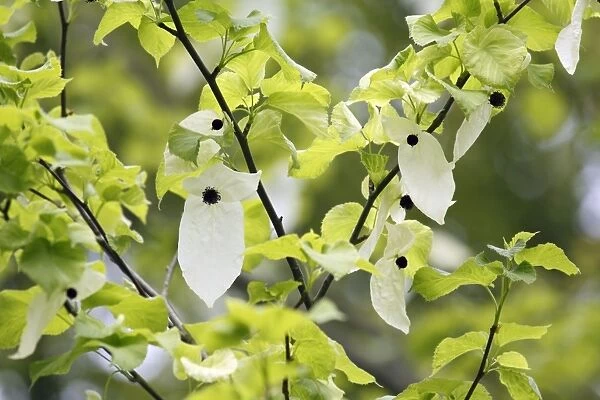 Dove  /  Ghost tree - showing false petals or bracts of flowers - Hessen - Germany