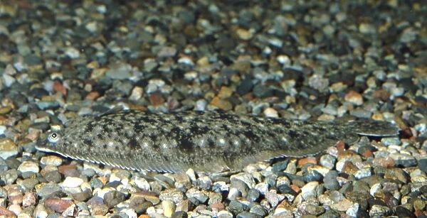 Dover  /  Common Sole - coastal NW Europe & Med