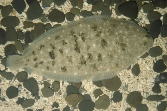 Framed Print : Dover / Common Sole Fish - On sea bed UK marine Framed Print : Dover / Common Sole Fish - On sea bed UK marine