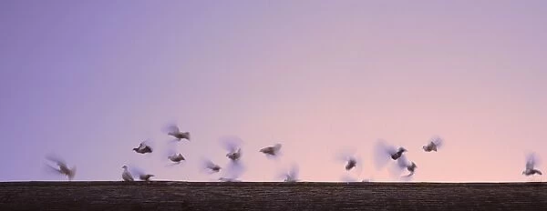 Doves flutter above roofline against dawn or dusk sky one stands still