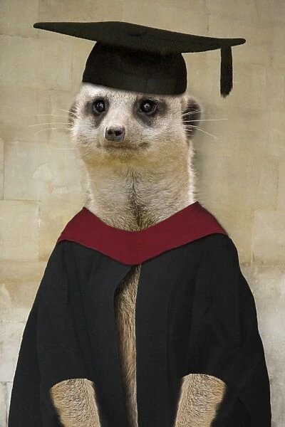 DOW-413-M1. Meerkat - in mortar board and gown