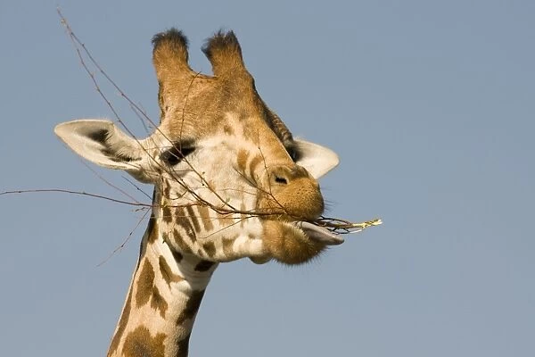 DOW-468. Giraffe - feeding. Giraffa camelopardalis. Steve Downer