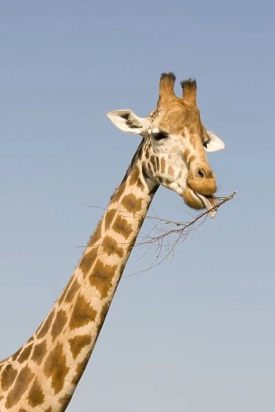 DOW-471. Giraffe - feeding. Giraffa camelopardalis. Steve Downer