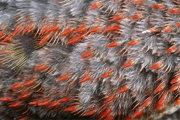 Downy Feathers of Green Woodpecker SPH 1478 UK Picus virdis © Steve Hopkin  /  ARDEA LONDON
