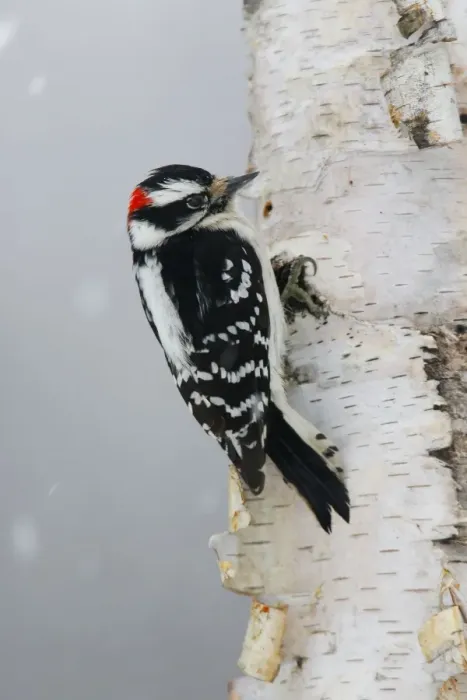 Framed Print : Downy Woodpecker Framed Print : Downy Woodpecker