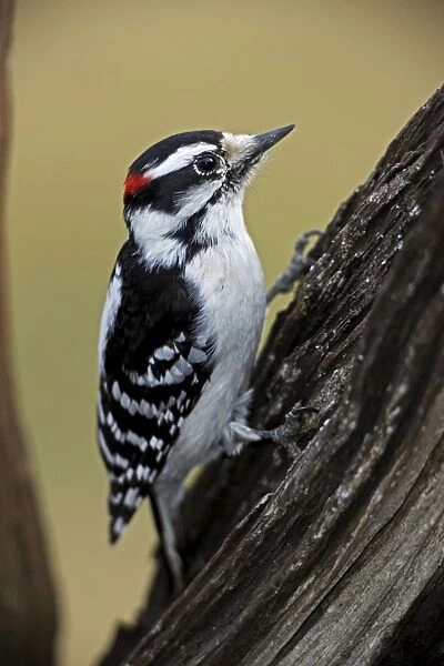 Downy Woodpecker (Picoides pubescens) - New York - USA - Found near or in woods - Similar to Hairy Woodpecker but smaller with weaker voice