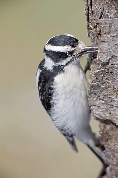 Downy Woodpecker - on tree trunk - New York - USA