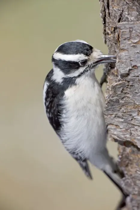 Framed Print : Downy Woodpecker - on tree trunk - New York - USA Framed Print : Downy Woodpecker - on tree trunk - New York - USA