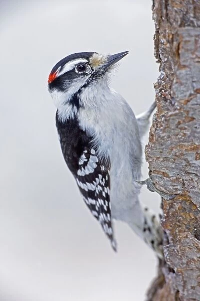 Downy Woodpecker - on tree trunk - New York - USA
