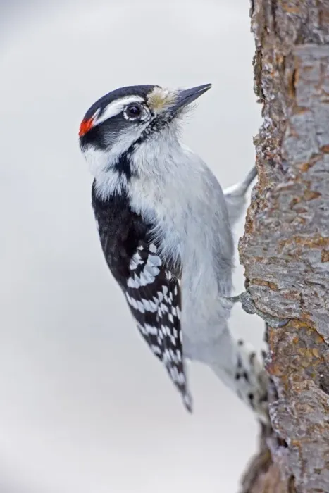 Framed Print : Downy Woodpecker - on tree trunk - New York - USA Framed Print : Downy Woodpecker - on tree trunk - New York - USA