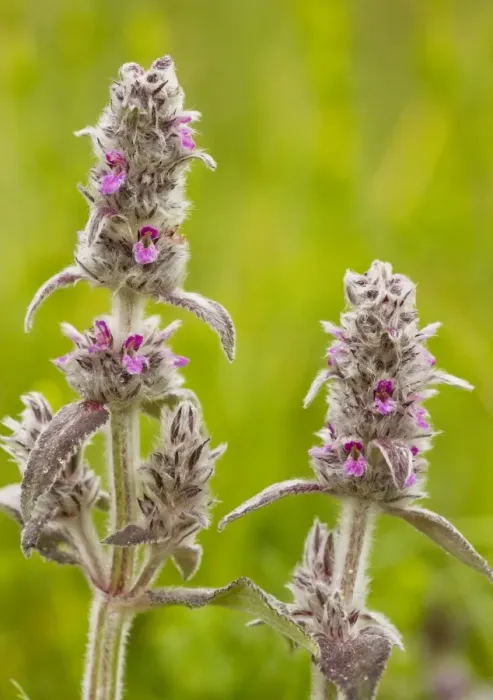 Framed Print : Downy Woundwort - very rare in UK Framed Print : Downy Woundwort - very rare in UK