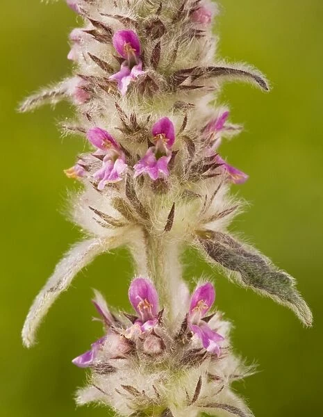 Downy Woundwort - very rare in UK