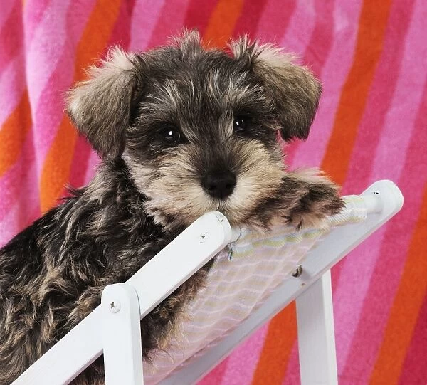 DPG. Schnauzer puppy looking over top of deck chair