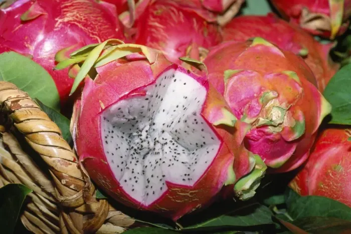 Framed Print : Dragon Fruit - Vietnam