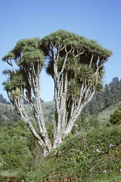 Dragon Tree La Palma